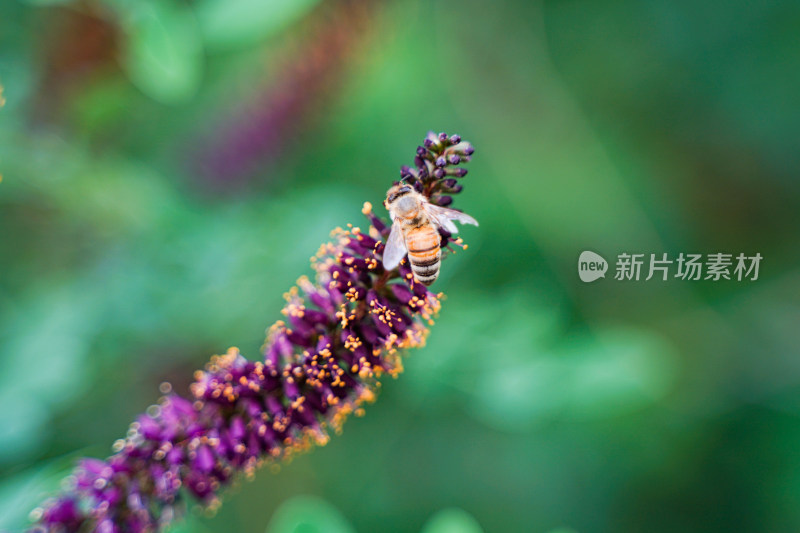 紫穗槐上的蜜蜂采蜜昆虫
