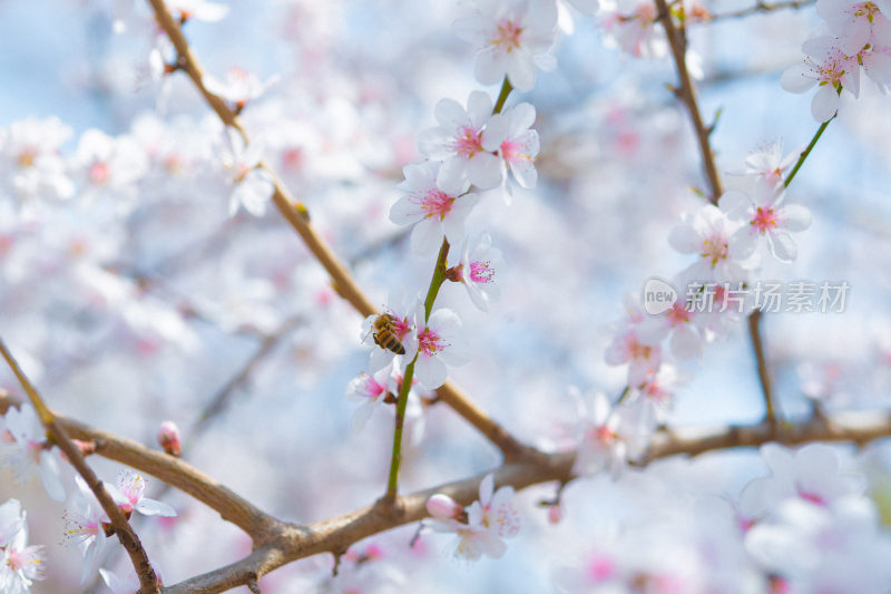 春天盛开的粉色山桃花特写