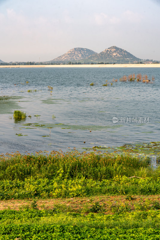 夏天的邹城孟子湖湿地湖泊自然景观