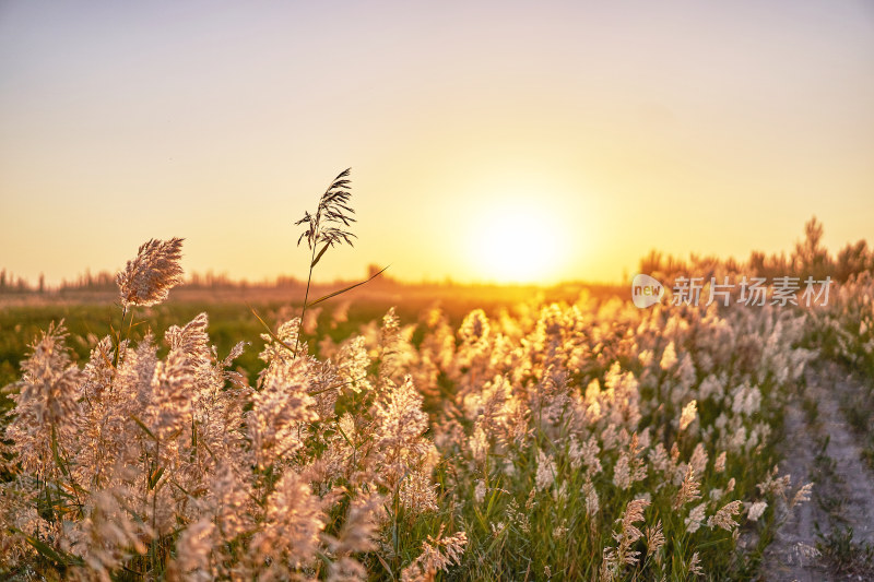 夕阳下的芦苇