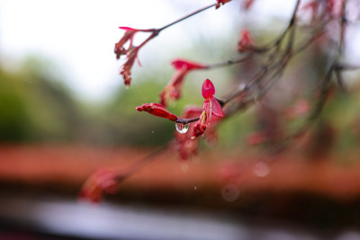 枫叶嫩芽 春天 雨水