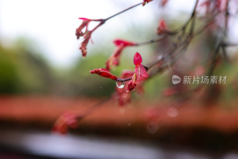 枫叶嫩芽 春天 雨水