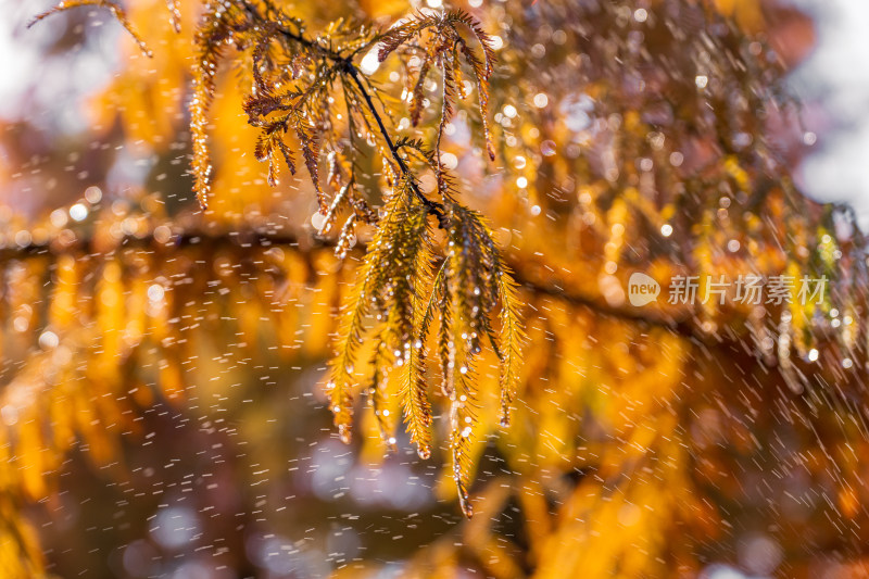 冬日湖州暖阳下雨后的水杉落羽杉特写