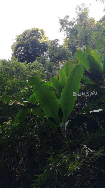 海南槟榔谷树木植被风景自然