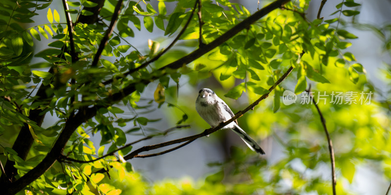 银喉长尾山雀（Aegithalos glaucogularis）