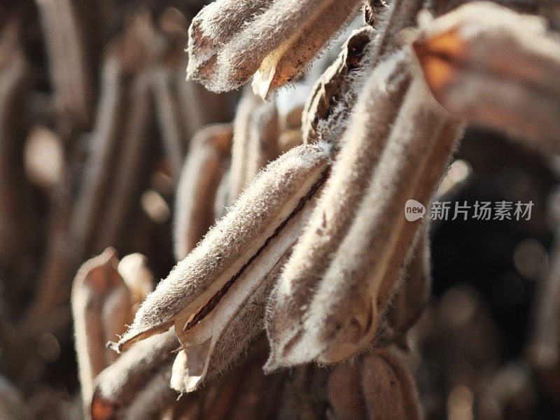 枯萎植物特写尽显秋日萧瑟之态