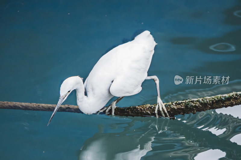 渔港码头的白鹭海鸟在觅食