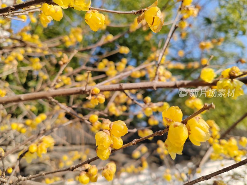 枝头盛开的黄色腊梅花景