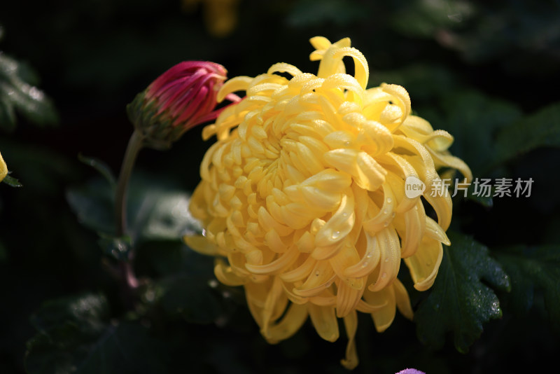 杭州植物园菊花展盛开的黄色菊花特写