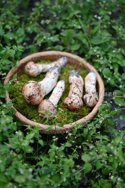 甘孜州野生松茸