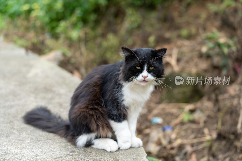 村寨里悠闲的猫咪