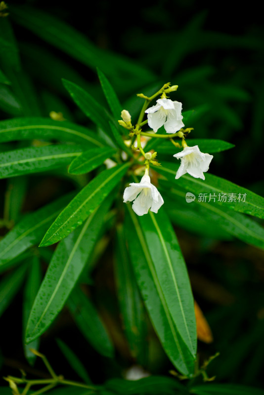 绿丛中的樱花