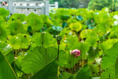 池塘里的荷花荷叶