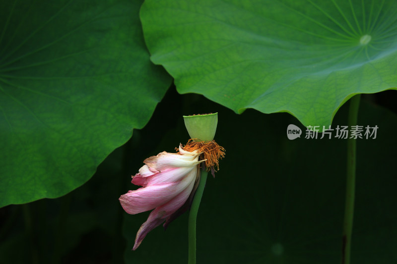 夏日清新唯美的荷花素材