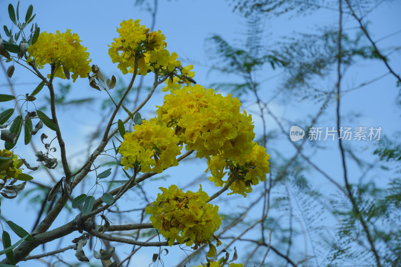 盛开的黄钟木花