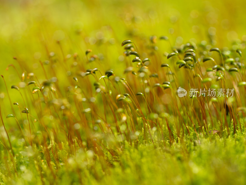 春天的户外苔藓微距