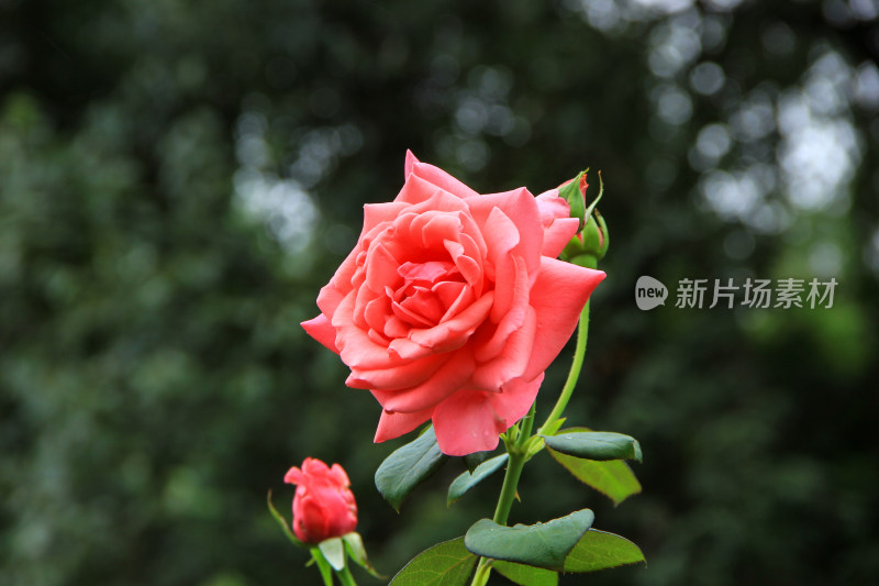 雨后新清的玫瑰花