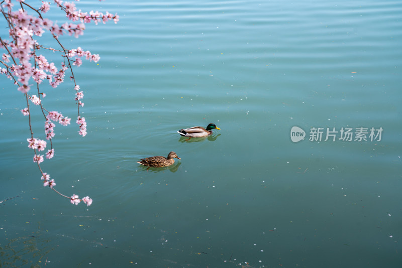 北京颐和园昆明湖桃花