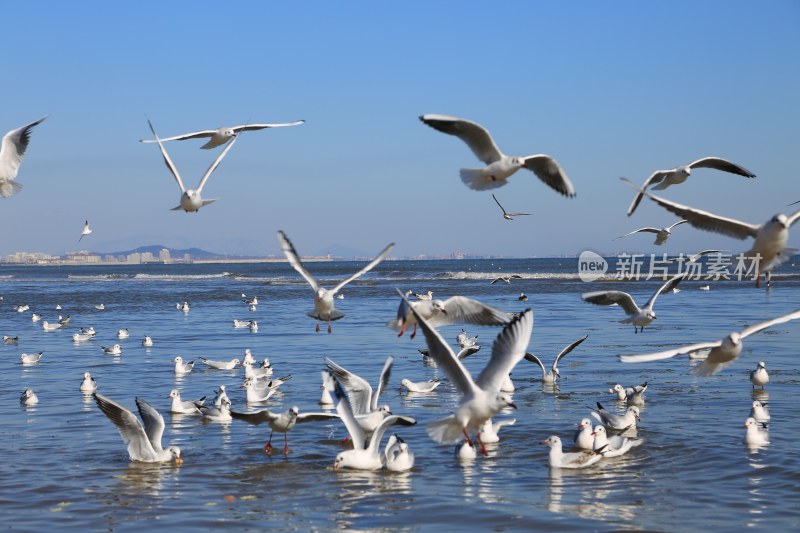 海边成群海鸥飞翔嬉戏