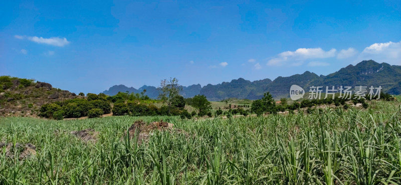 广西山区甘蔗种植基地摄影图