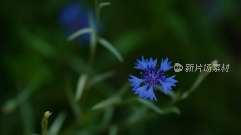 植物素材——矢车菊