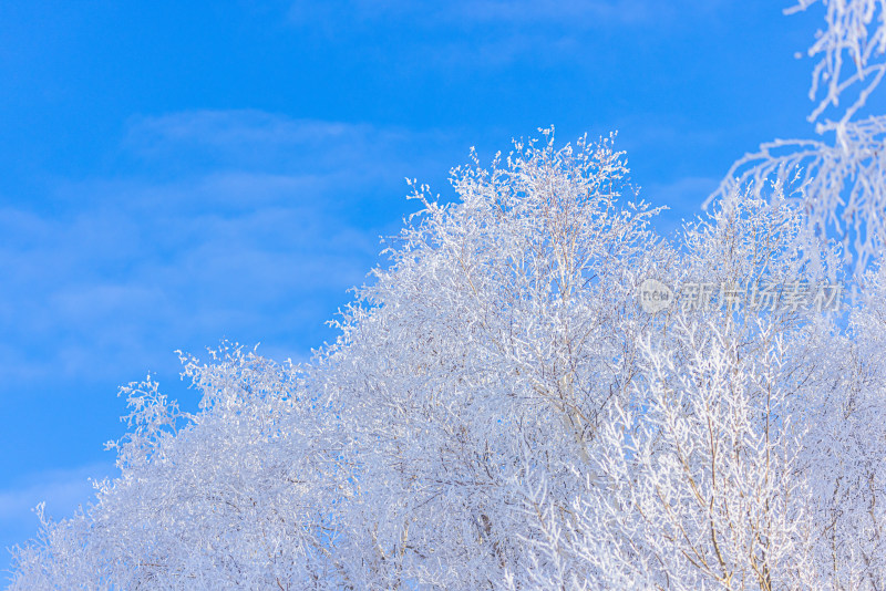 冬天雾凇树挂雪景雪林森林