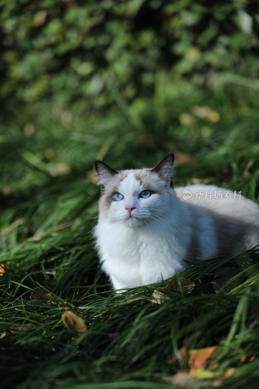 一片绿色草丛里的布偶猫