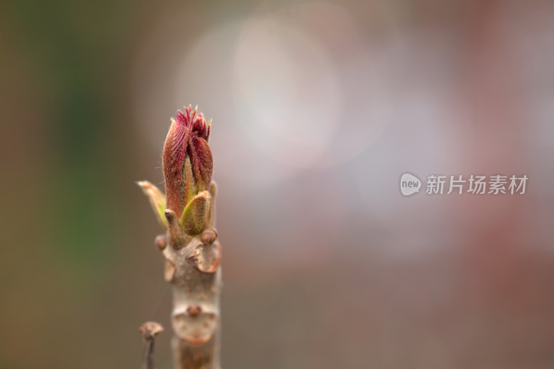 春天的香椿芽