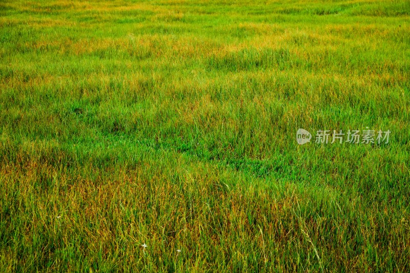 内蒙,坝上,乌兰木统,乌兰木统草原,红山,军马场,草原,草地,