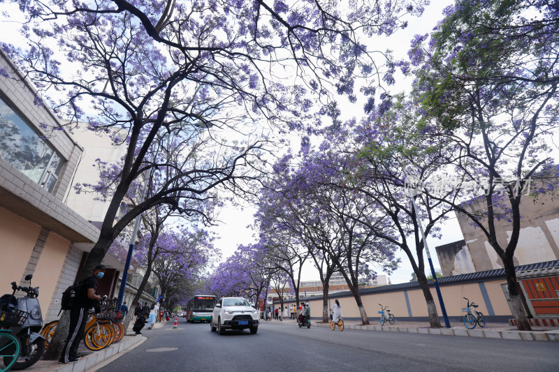 昆明蓝花楹 教场中路