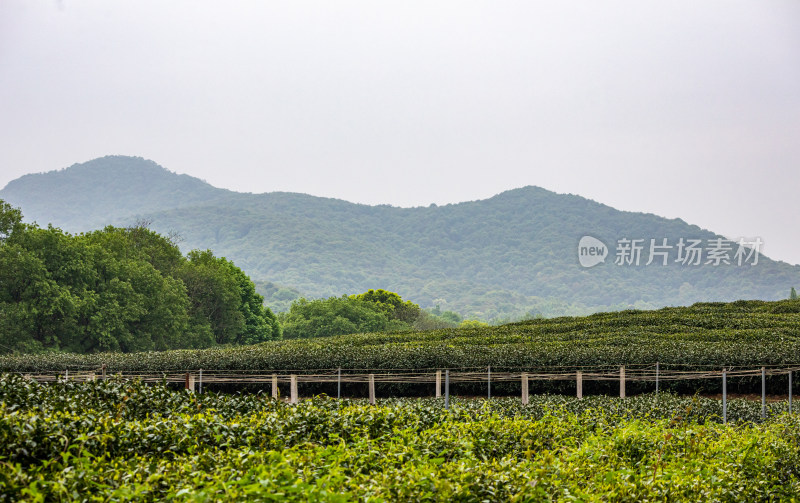 雨中的西湖龙井茶园自然风光