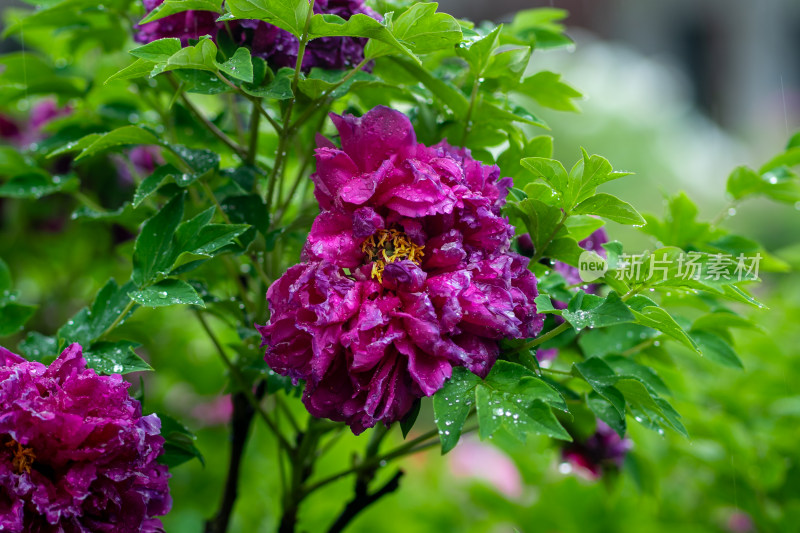 雨中牡丹花