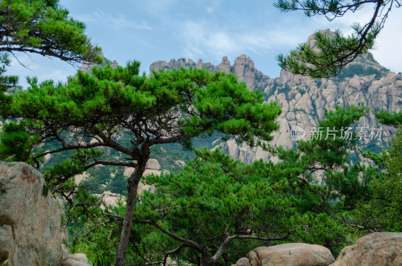 青岛崂山风景区的松树