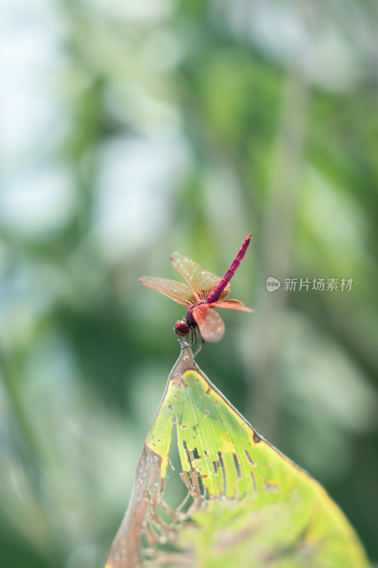 叶片上的红蜻蜓