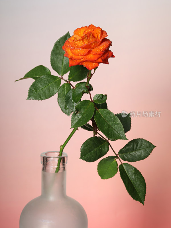 红色背景上花瓶里插着玫瑰花