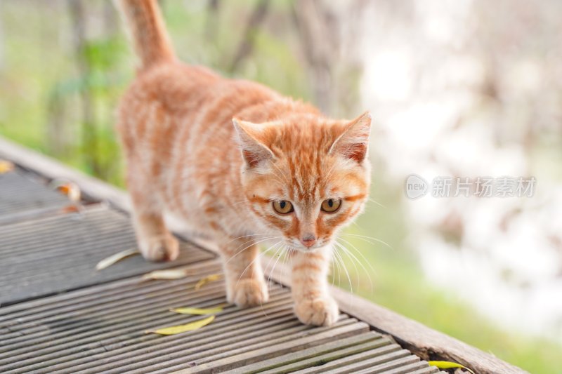 中华田园猫