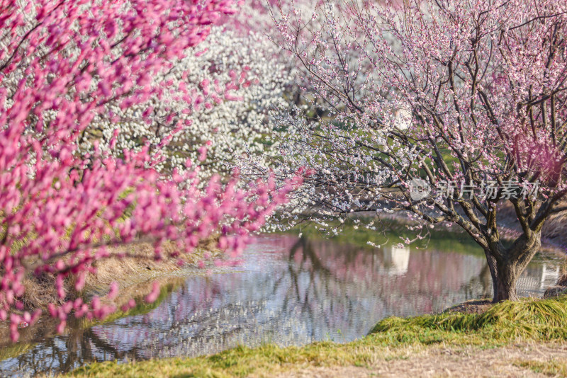 花开海上梅花节