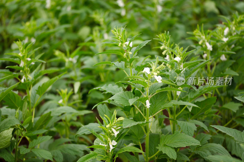 开花结果的芝麻田