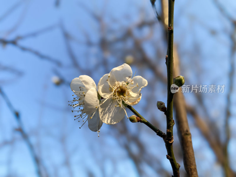 冬日暖阳下绽放的梅花特写