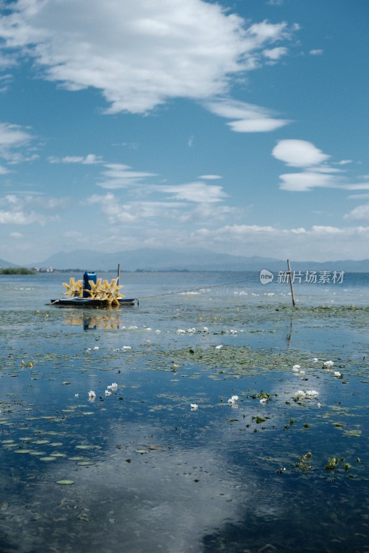 洱海水面上漂浮水性杨花的湖泊自然风光全景