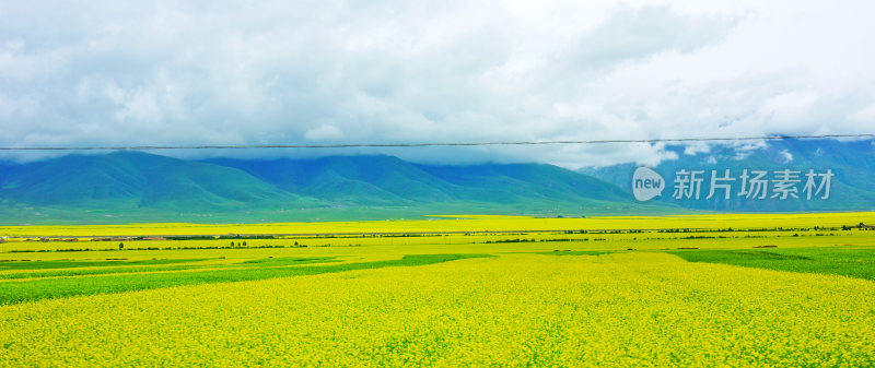 甘肃门源油菜花海