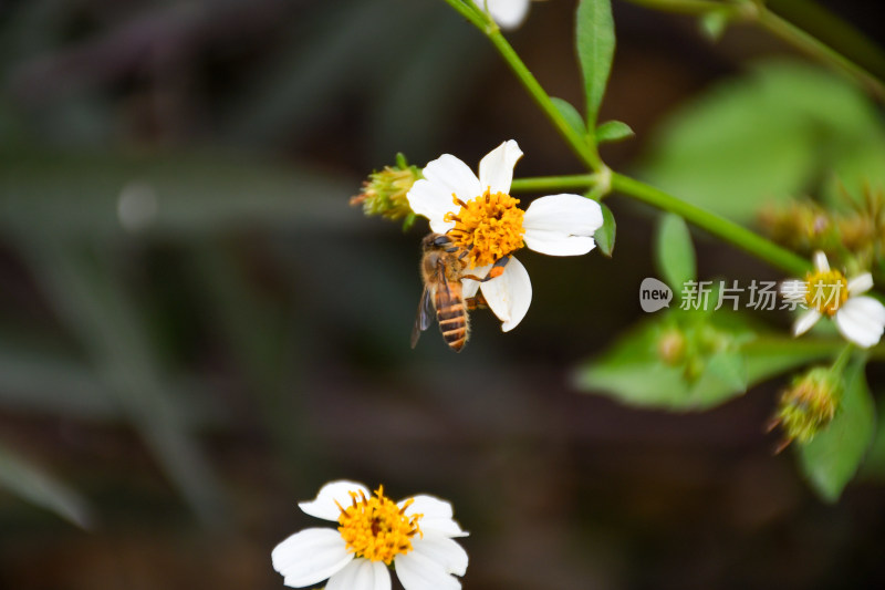 蜜蜂采蜜特写