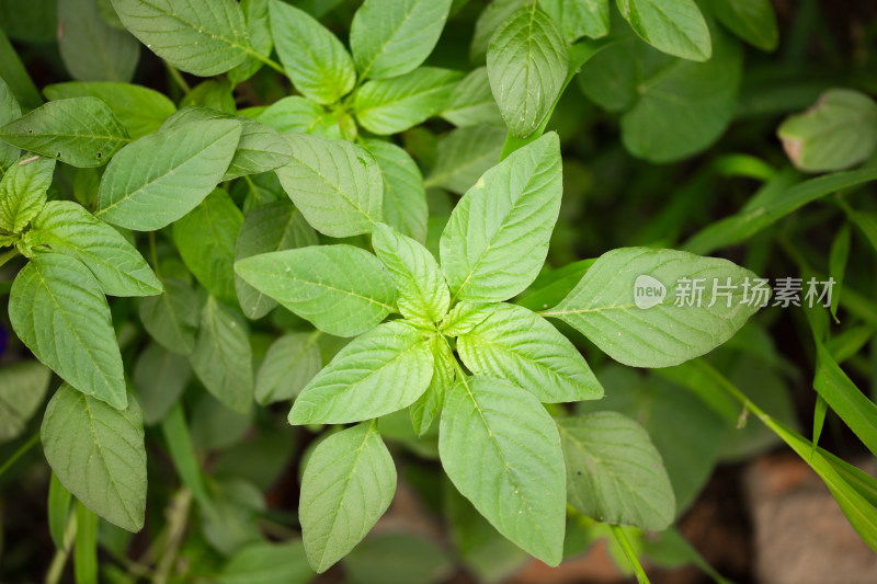 自然生长的野苋菜特写镜头