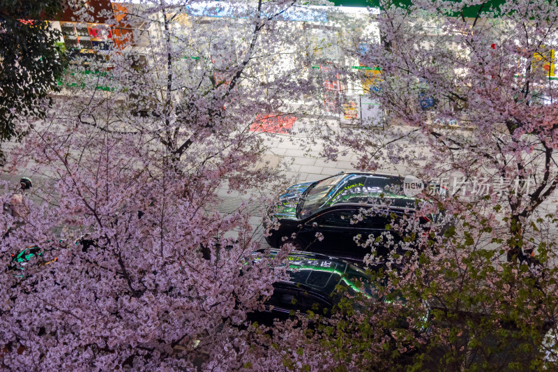 湖南常德府坪街春季樱花街道夜景