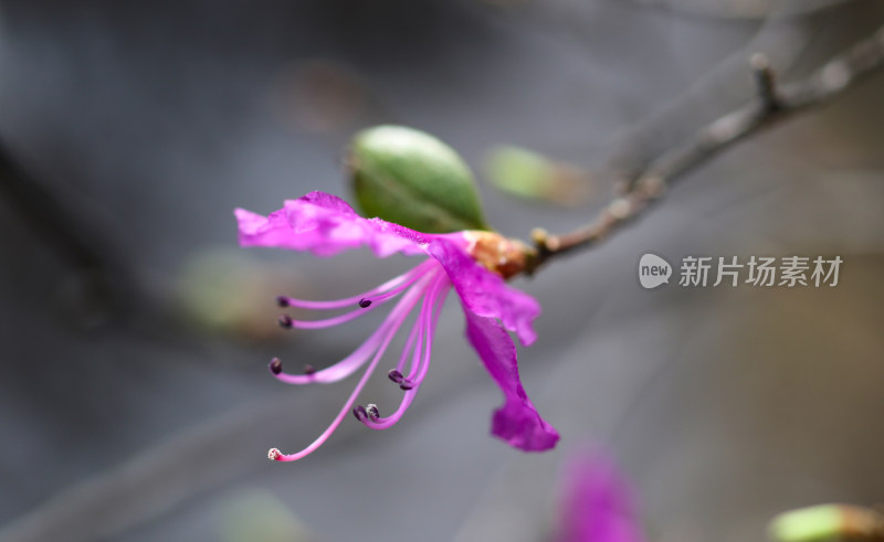 大兴安岭的杜鹃花开了