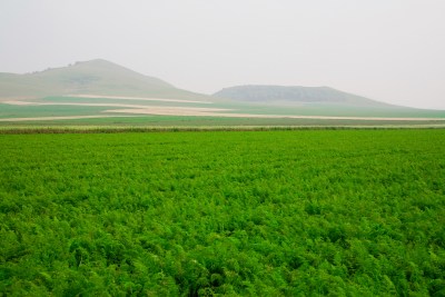 内蒙,坝上,乌兰木统,乌兰木统草原,红山,军马场,草原,草地,