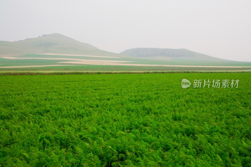 内蒙,坝上,乌兰木统,乌兰木统草原,红山,军马场,草原,草地,