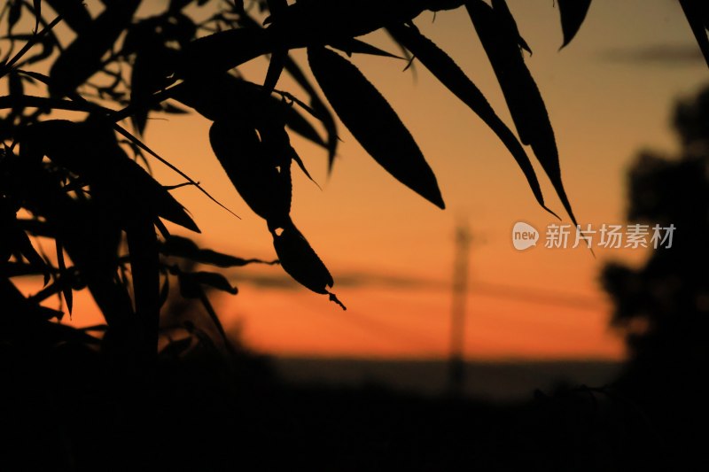 夕阳下的竹叶剪影