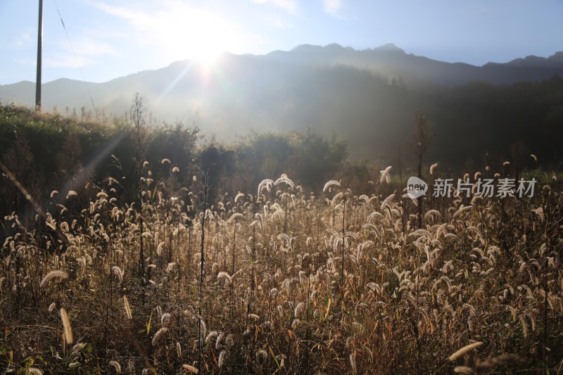 晨曦中的草地