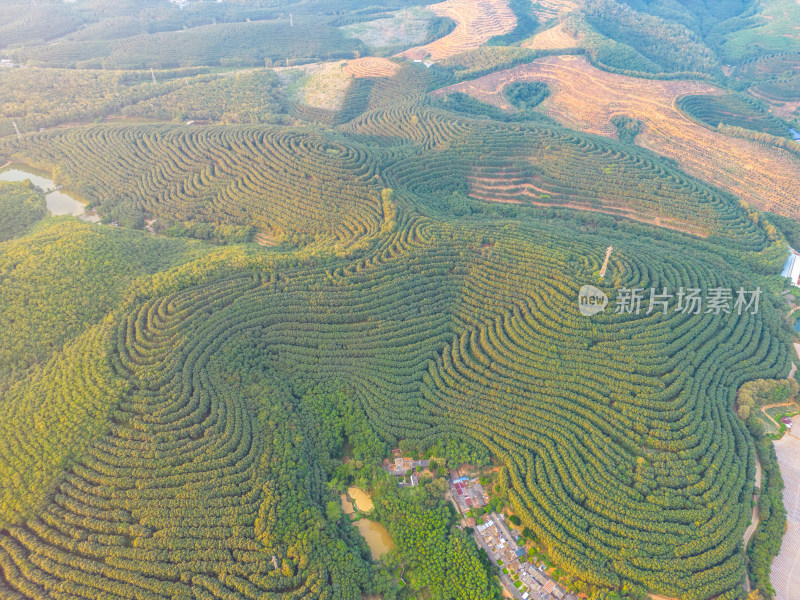 航拍山间梯田茶园田园风光